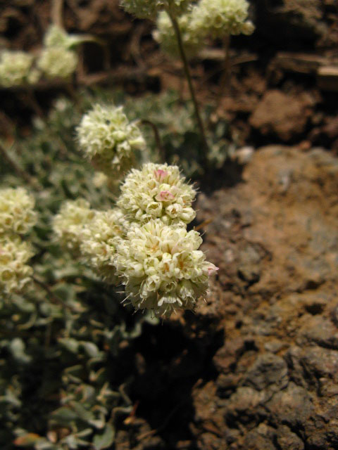 Soft yellow flowers Pacific Crest Trail.